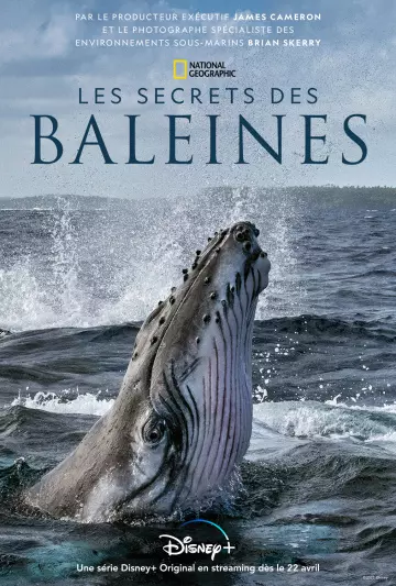 Les Secrets des baleines